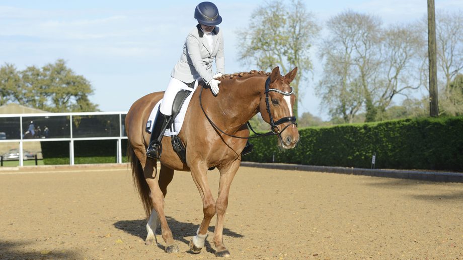 Why you shouldn’t pat your horse: How to use incentives wisely to enhance training